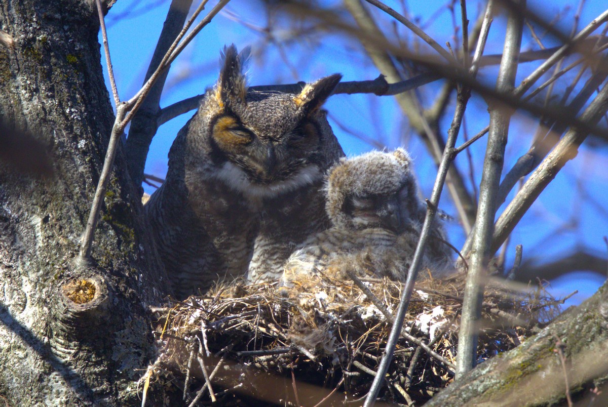 Great Horned Owl - ML616612279