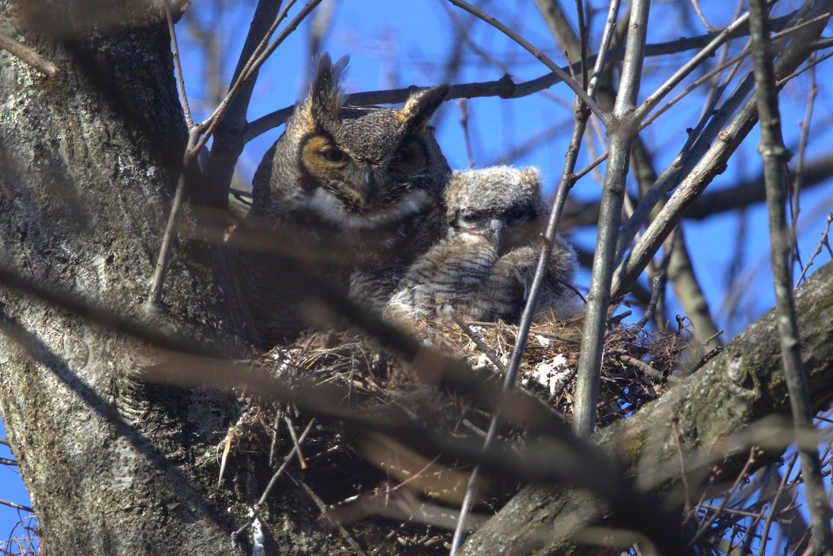 Great Horned Owl - ML616612280