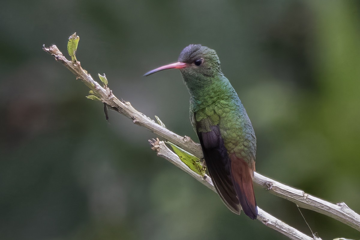 Rufous-tailed Hummingbird - ML616612298