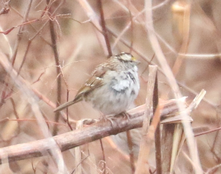 White-throated Sparrow - ML616612346