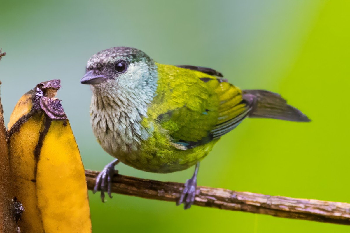 Black-capped Tanager - ML616612347