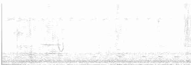 Шиподзьоб сіроспинний - ML616612537