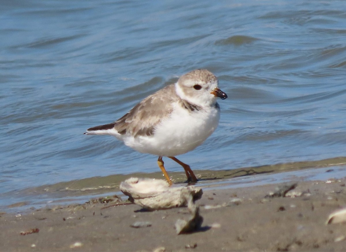 Piping Plover - ML616612568