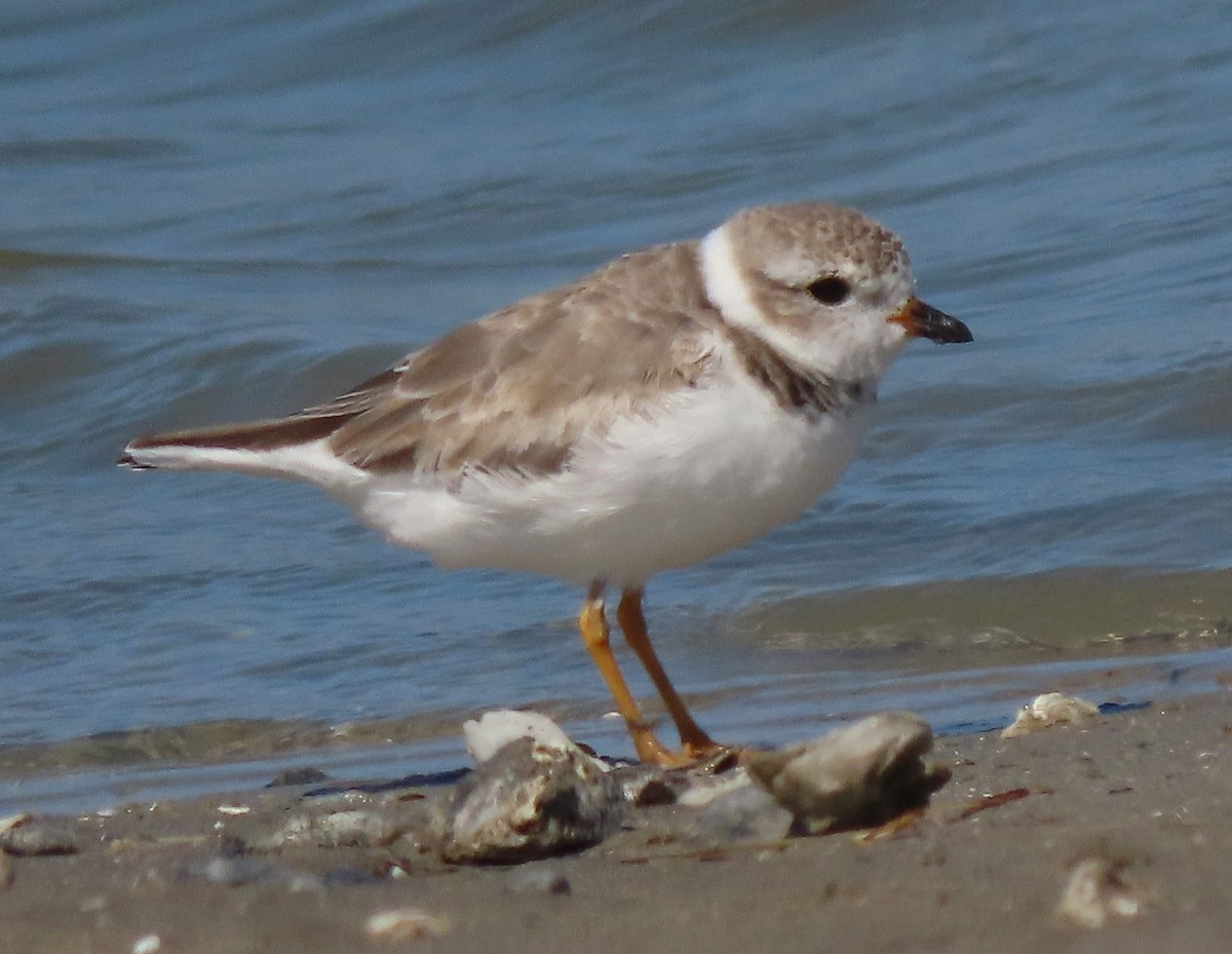 Piping Plover - ML616612569