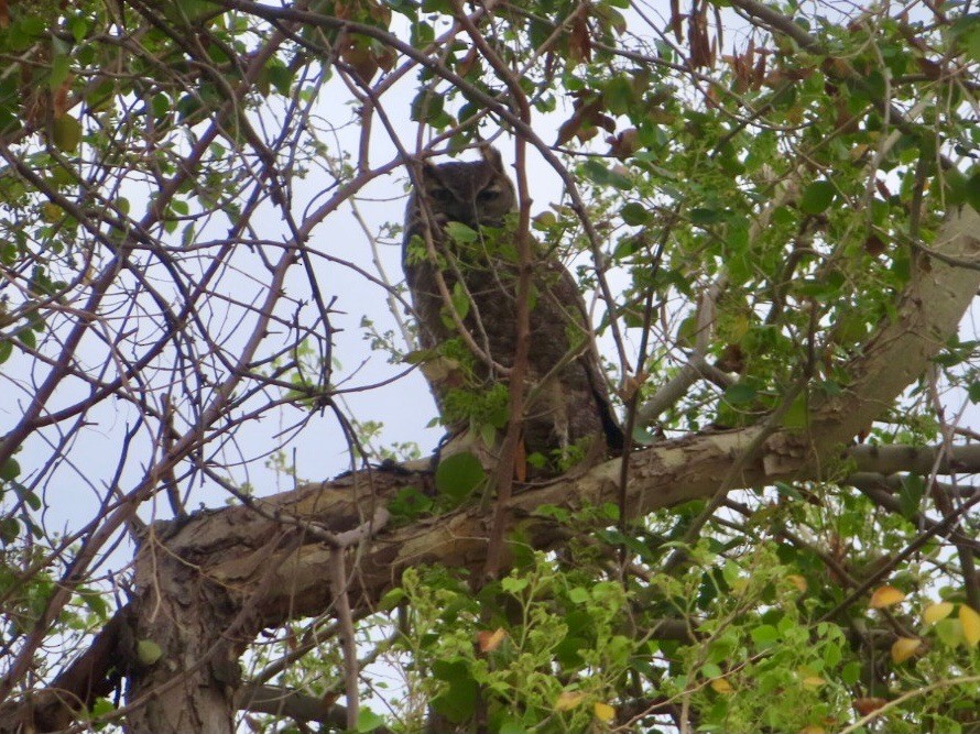 Great Horned Owl - ML616612581