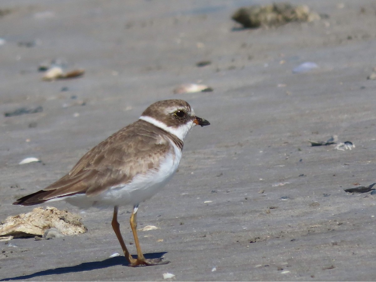 Semipalmated Plover - ML616612586