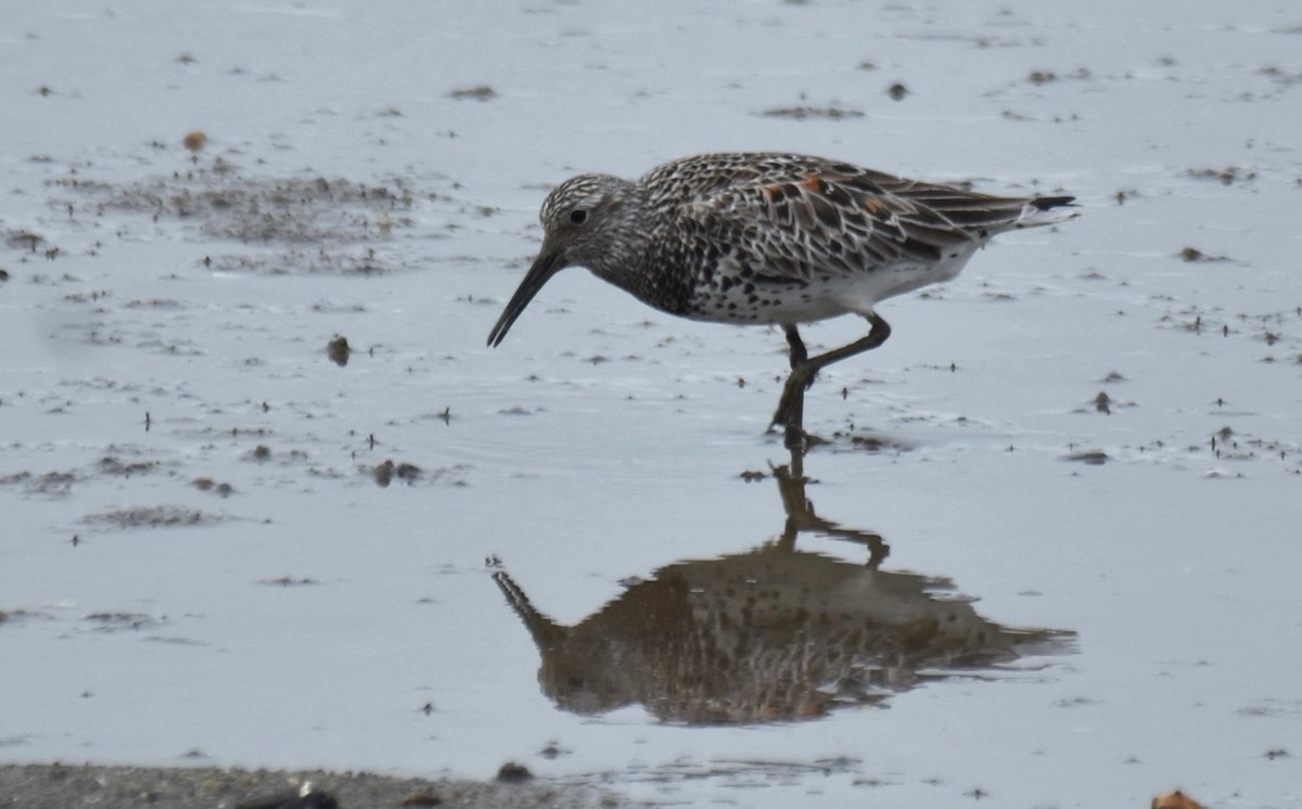 Great Knot - ML616612681