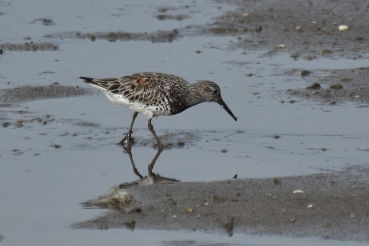 Great Knot - ML616612683