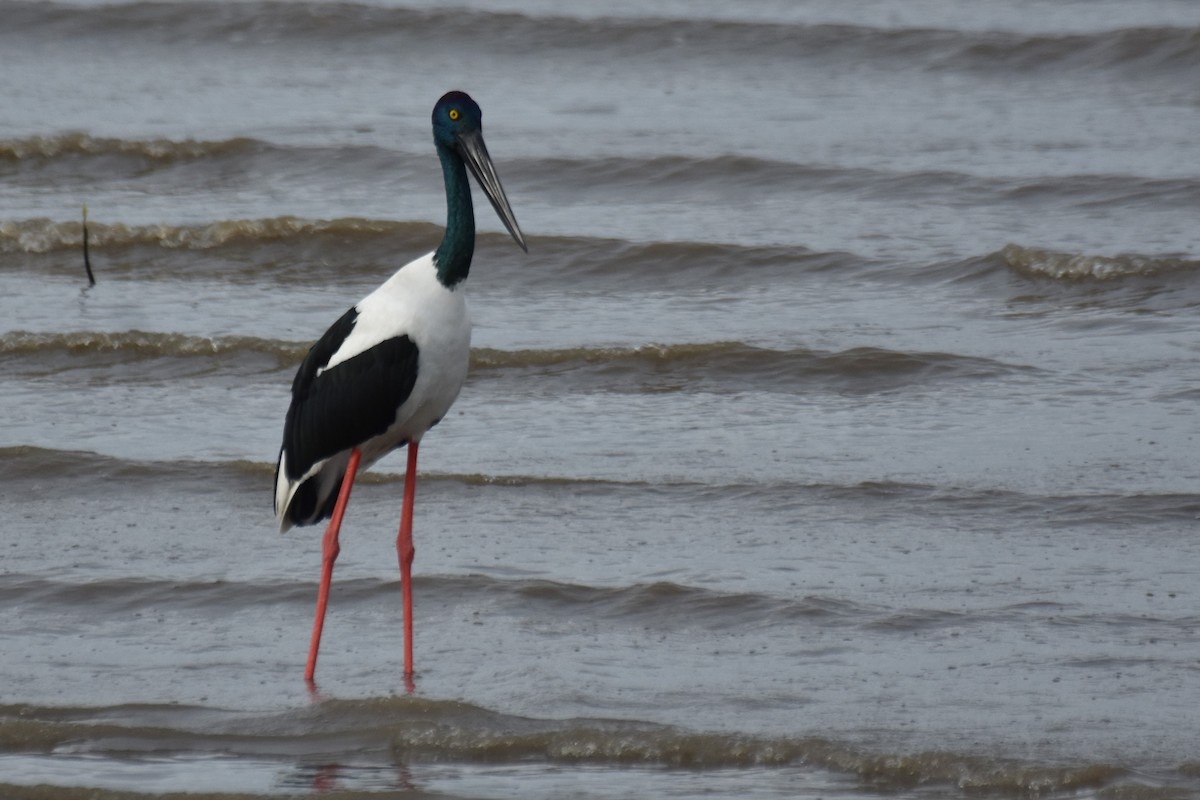 Black-necked Stork - ML616612720