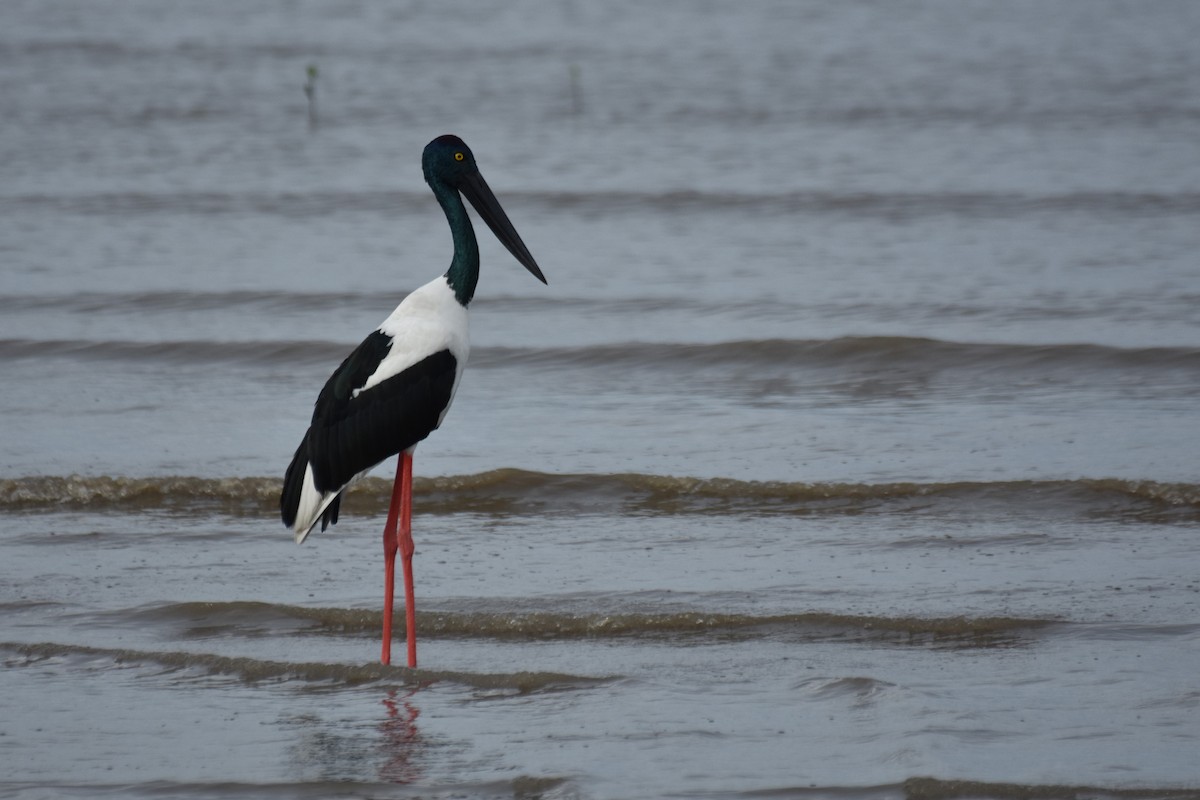 Black-necked Stork - ML616612726
