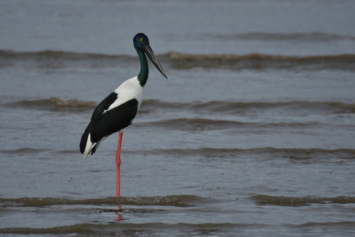 Black-necked Stork - ML616612727