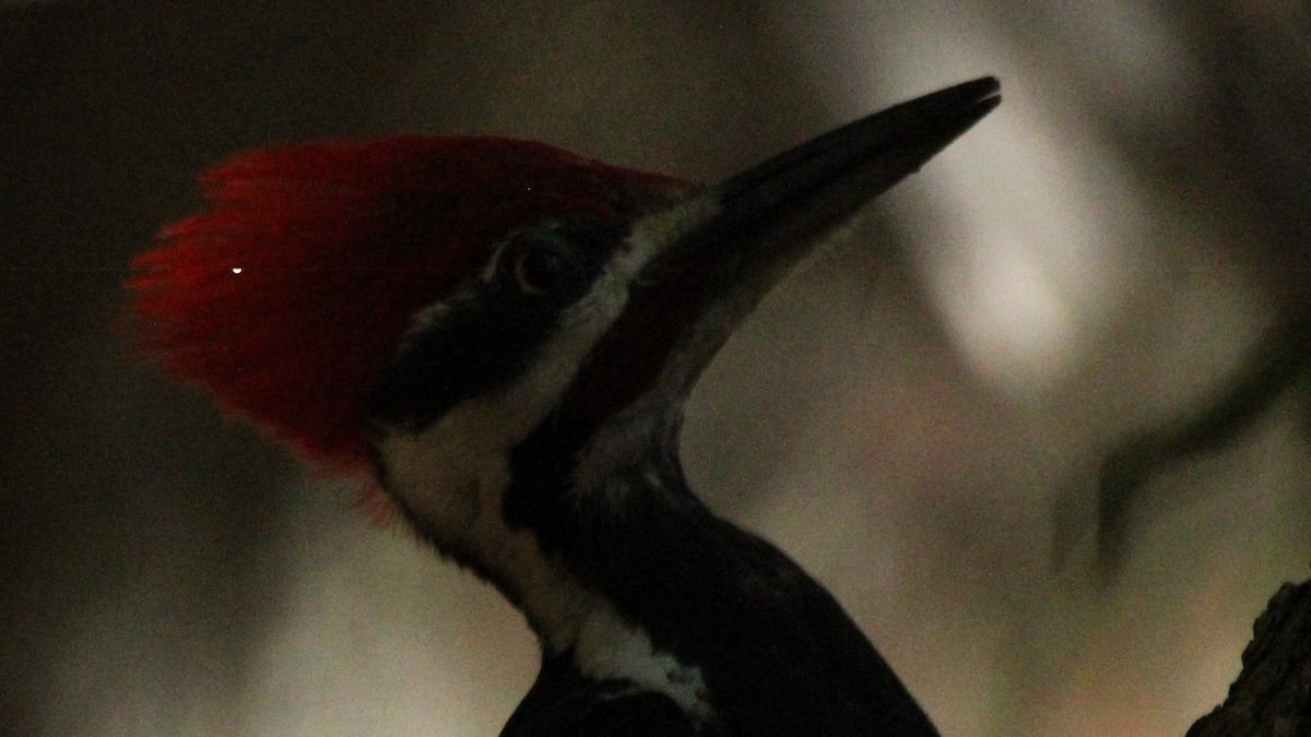 Pileated Woodpecker - ML616612740