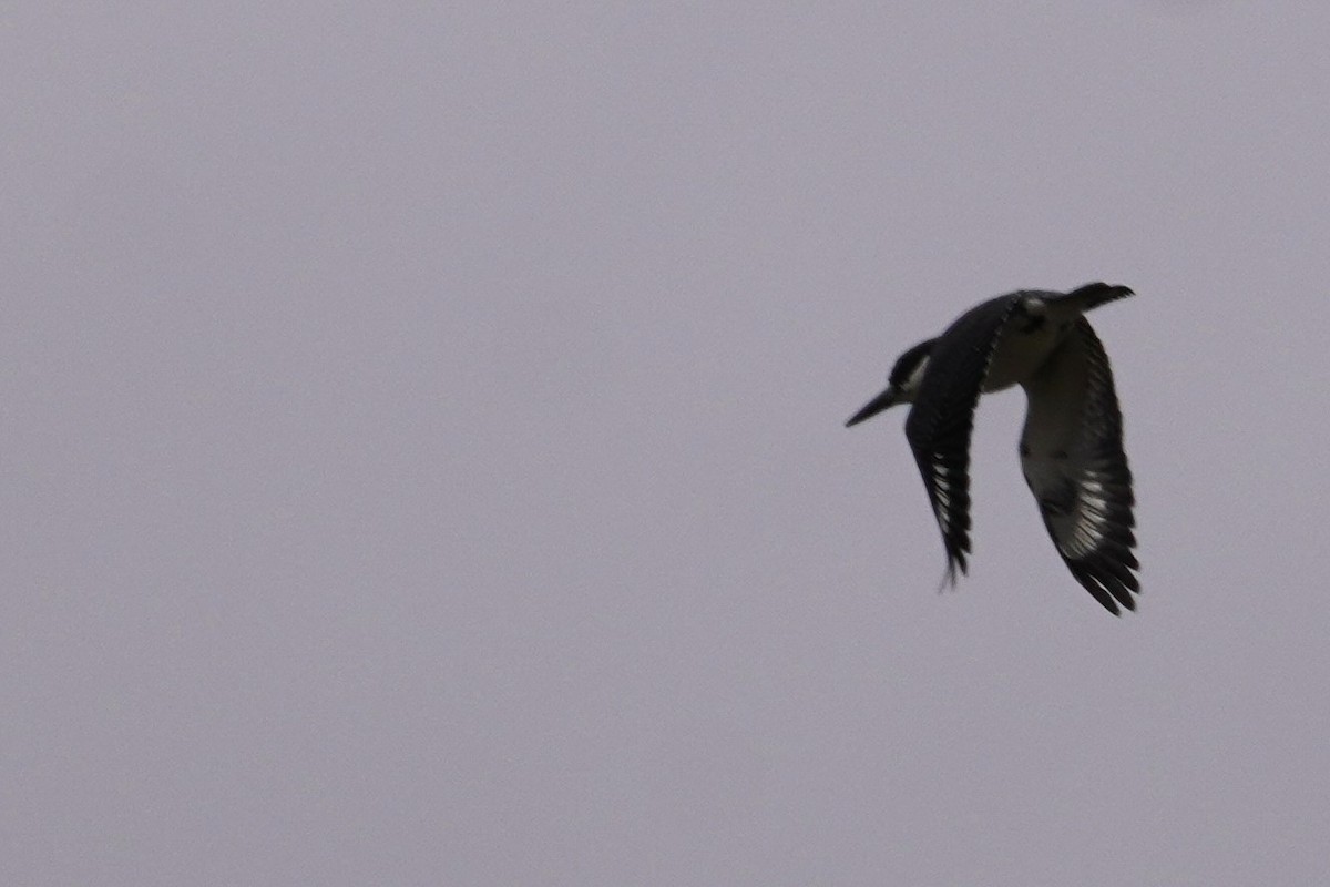 Belted Kingfisher - ML616612763