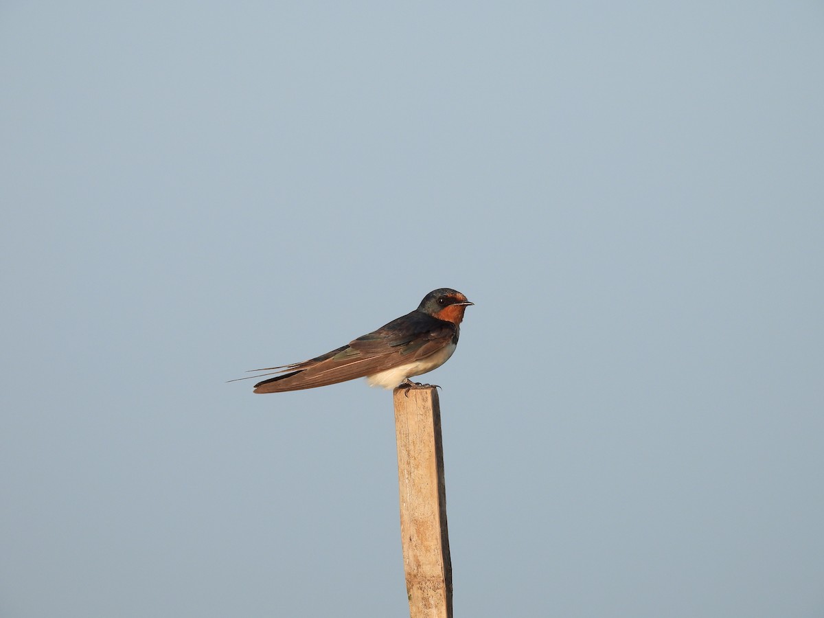 Barn Swallow - ML616612776