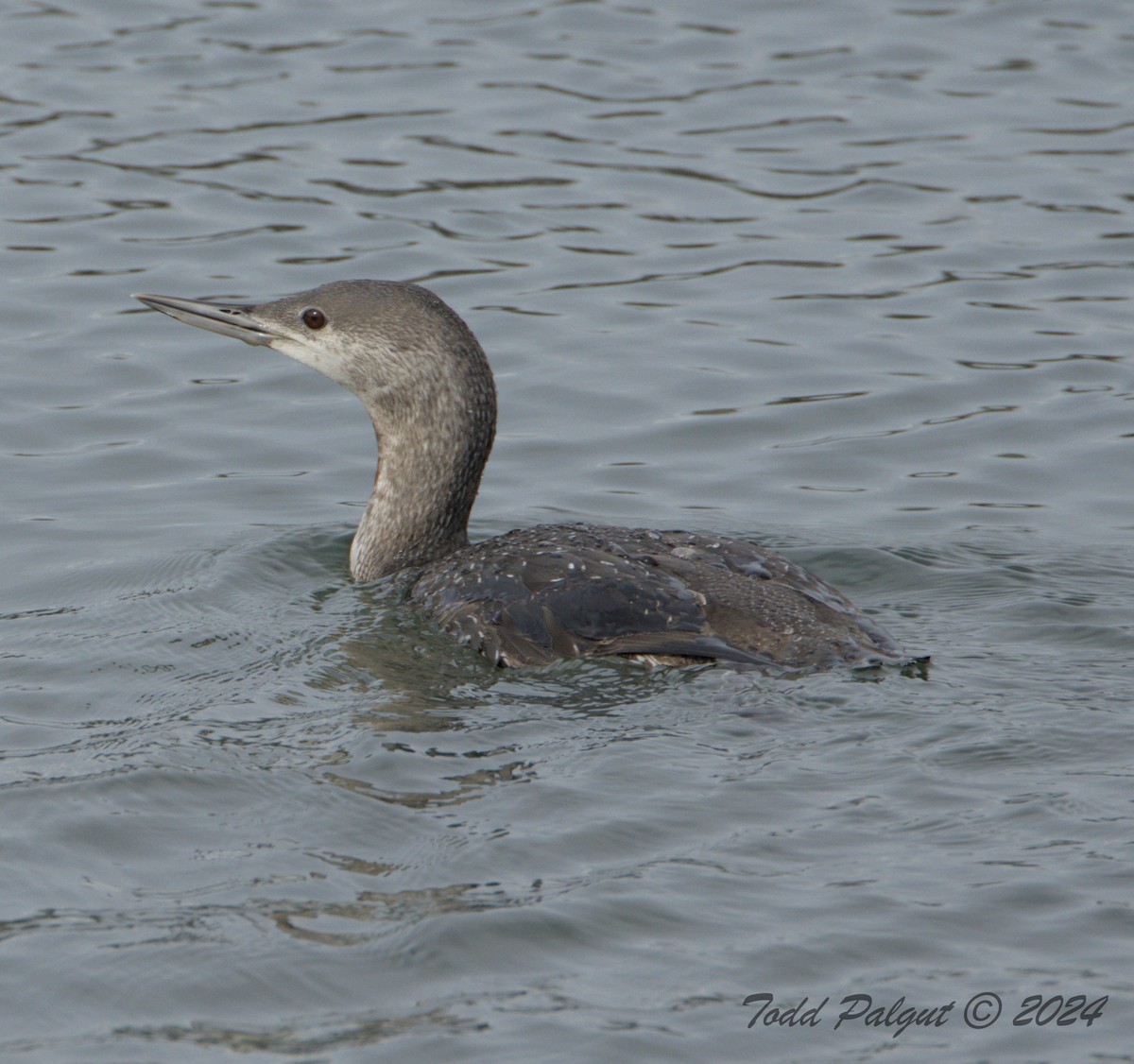 Red-throated Loon - ML616612805