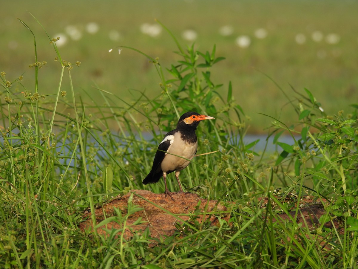 Indian Pied Starling - ML616612836