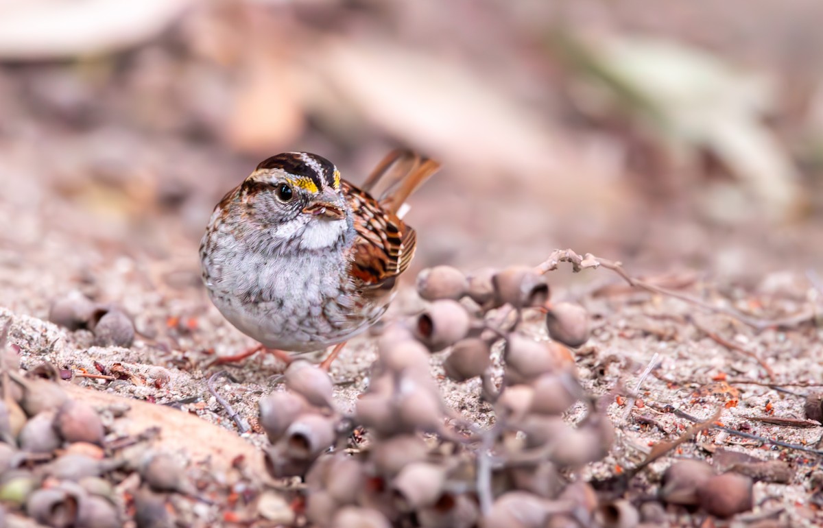White-throated Sparrow - ML616612852