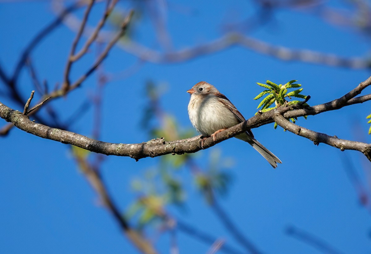 Field Sparrow - Pam Vercellone-Smith