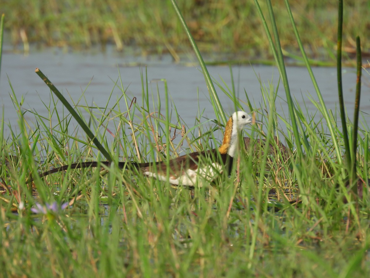 Pheasant-tailed Jacana - ML616612907