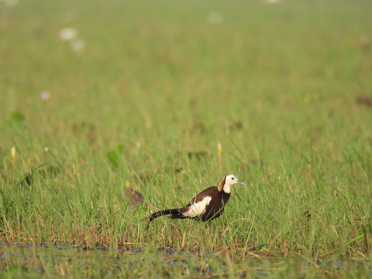 Pheasant-tailed Jacana - Sameer Kulkarni