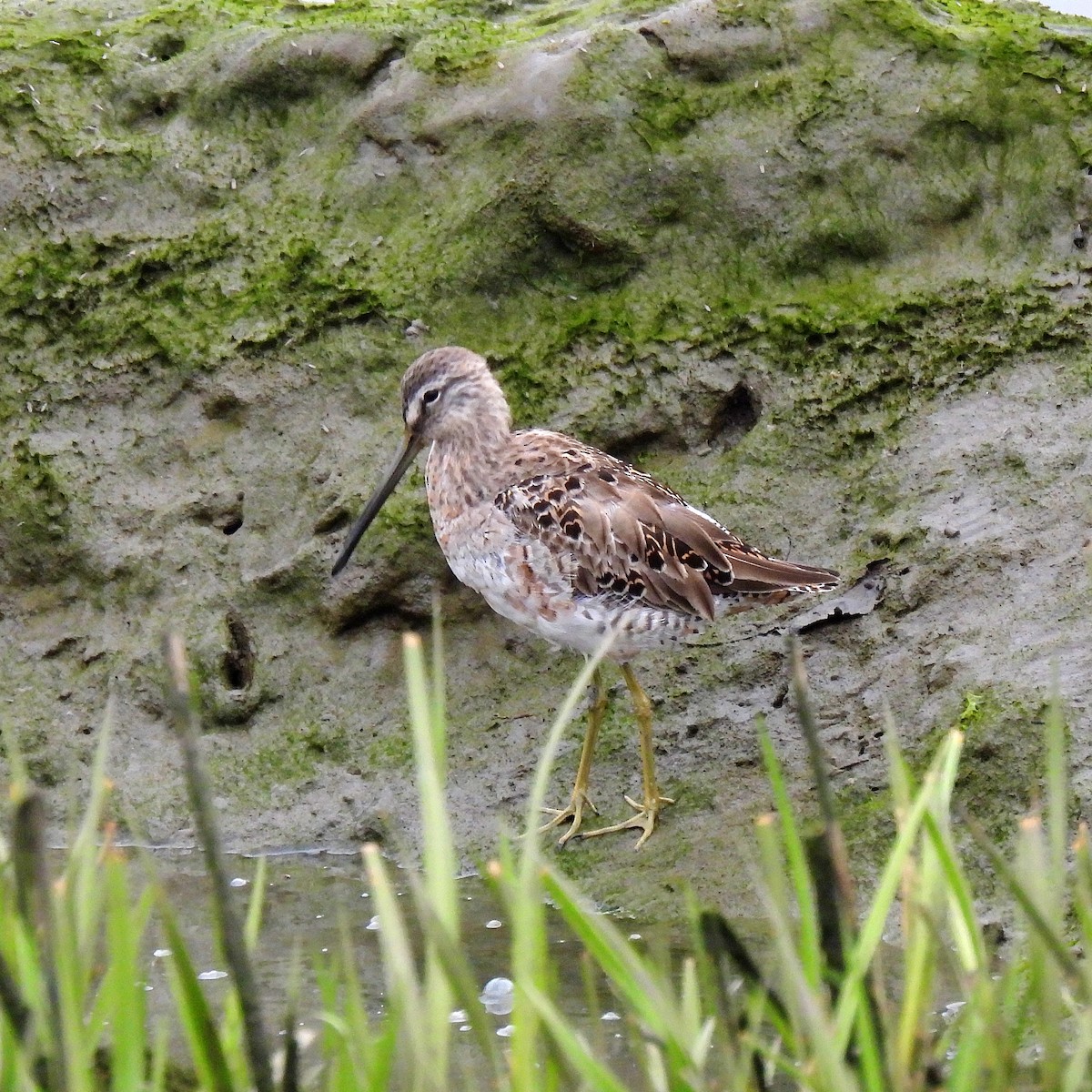 Long-billed Dowitcher - ML616612968
