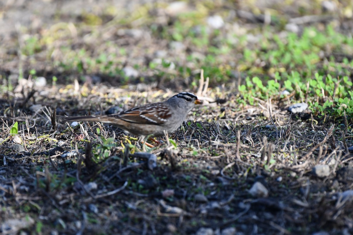 White-crowned Sparrow - ML616612982