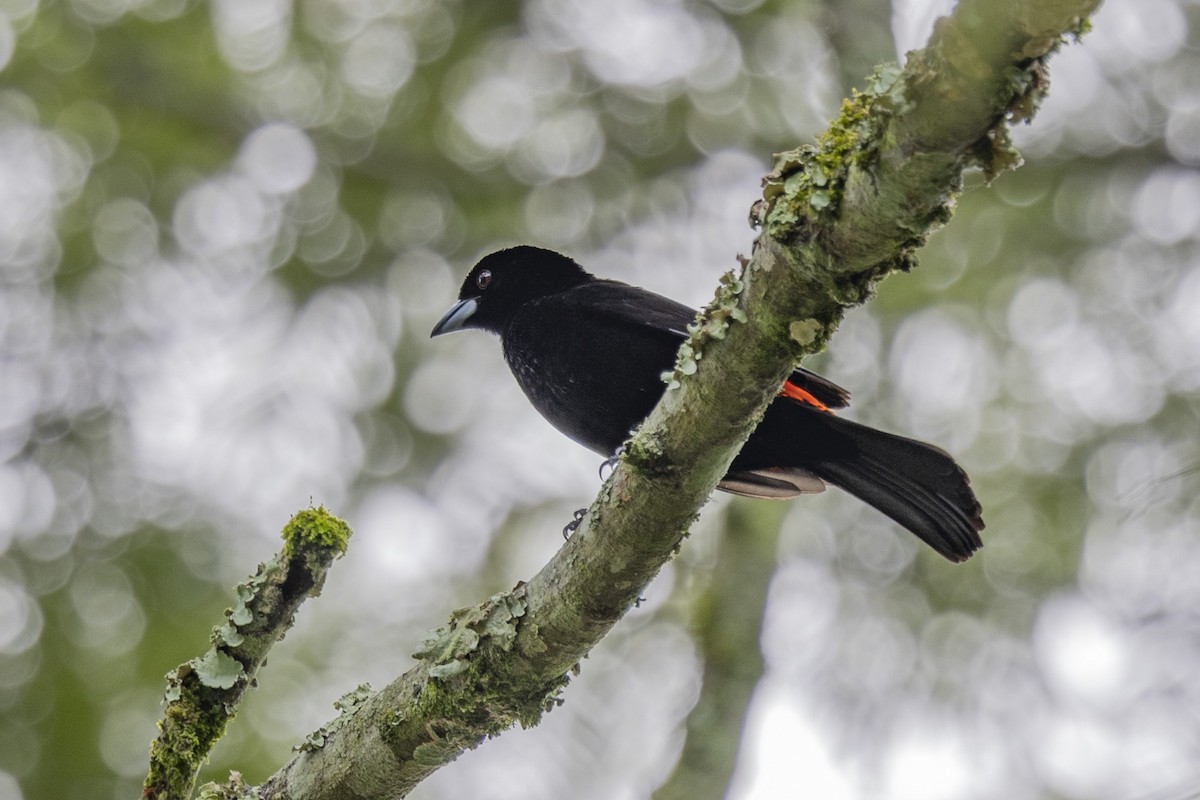 Flame-rumped Tanager - ML616612983