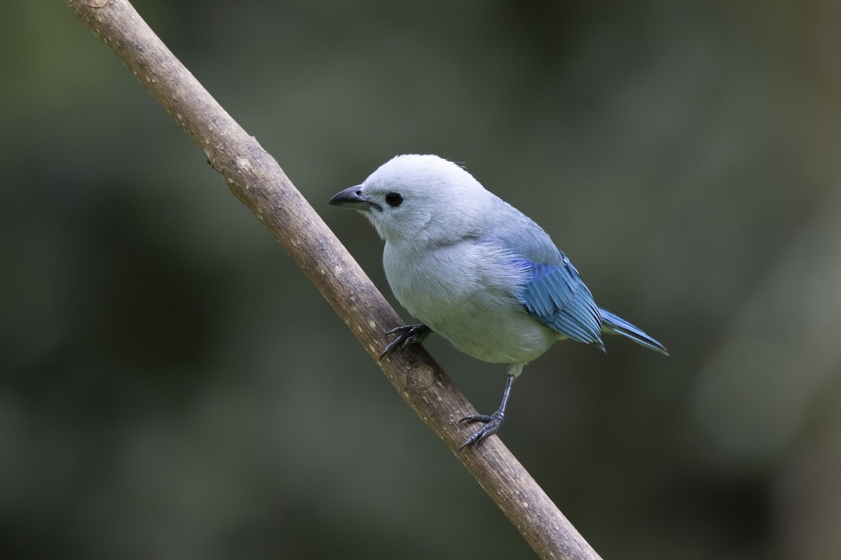 Blue-gray Tanager - ML616612991