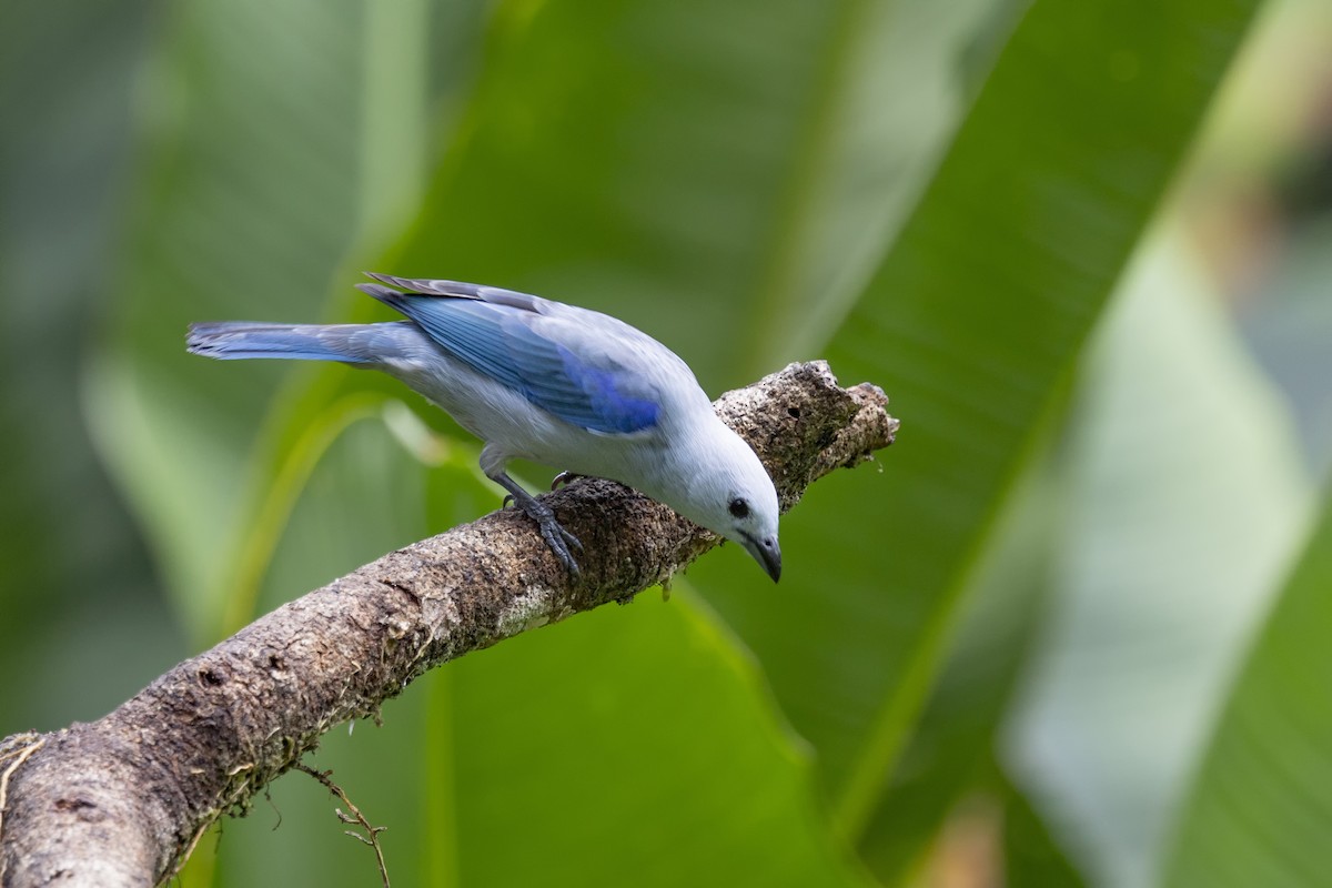 Blue-gray Tanager - ML616612993