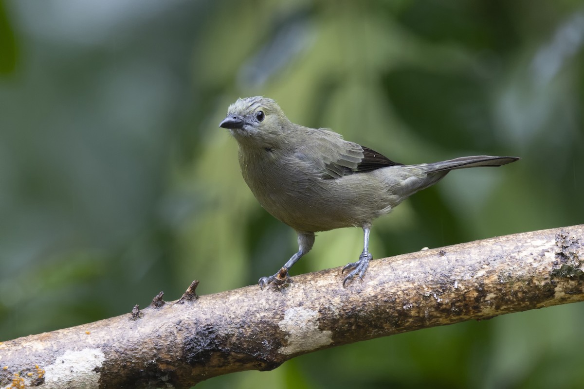Palm Tanager - ML616612996
