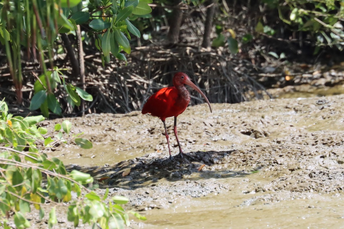 ibis rudý - ML616613005