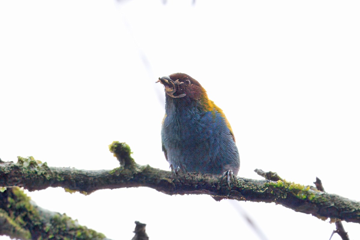 Bay-headed Tanager - ML616613015
