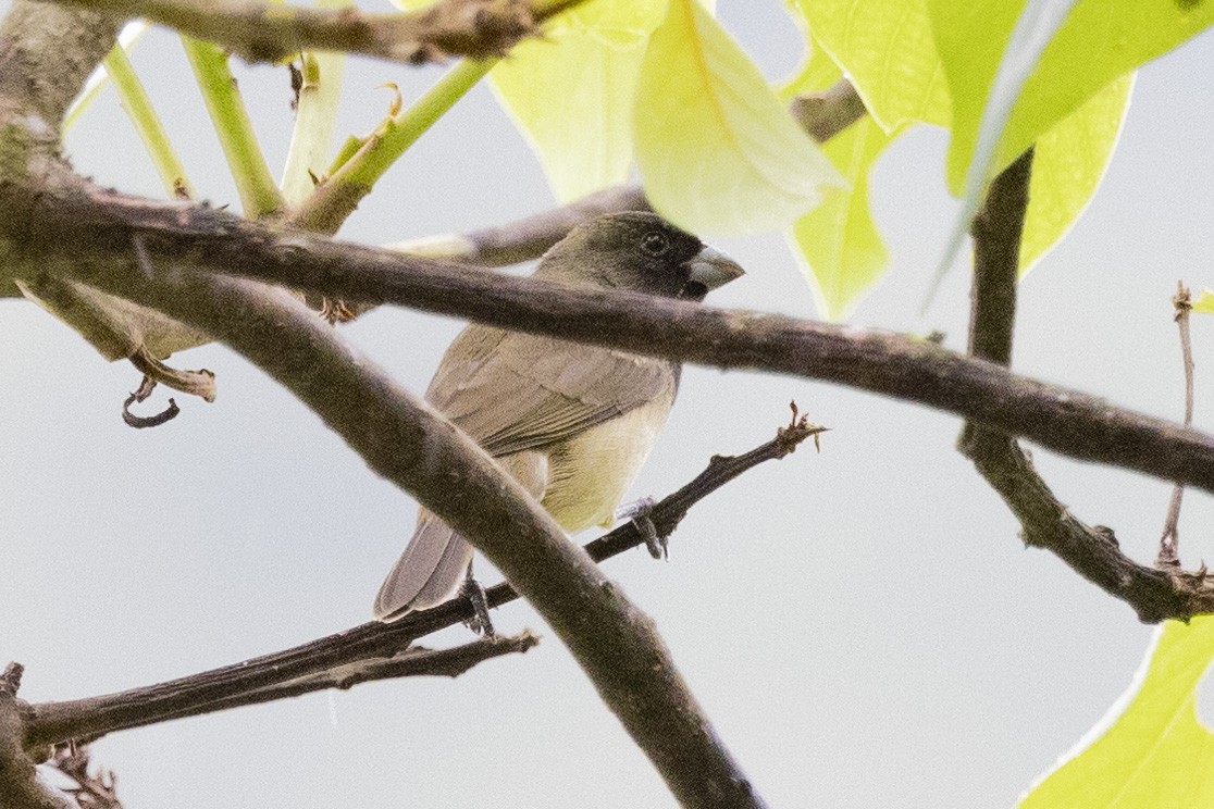 Yellow-bellied Seedeater - ML616613053