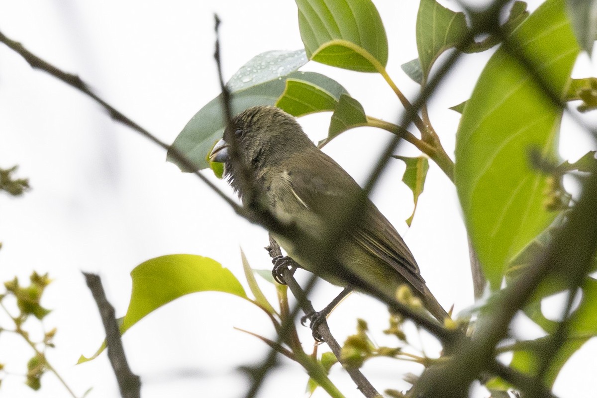 Yellow-bellied Seedeater - ML616613055