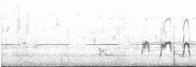 Медолюб-дзвіночок - ML616613069