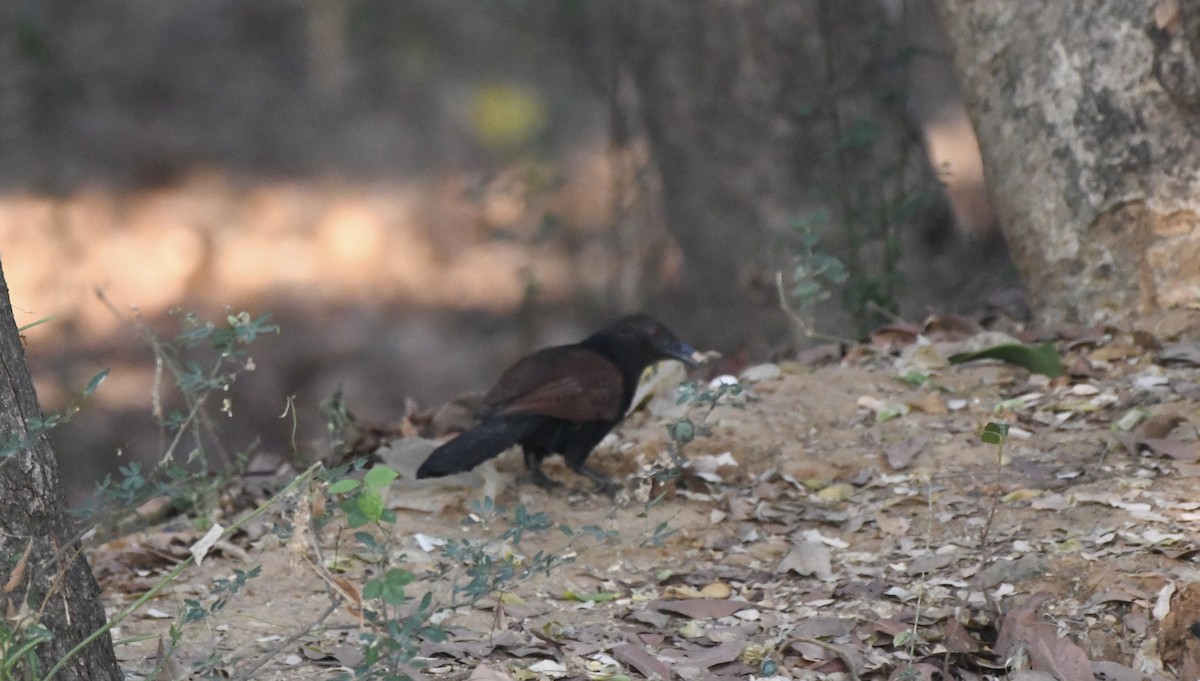 Greater Coucal (Southern) - ML616613161