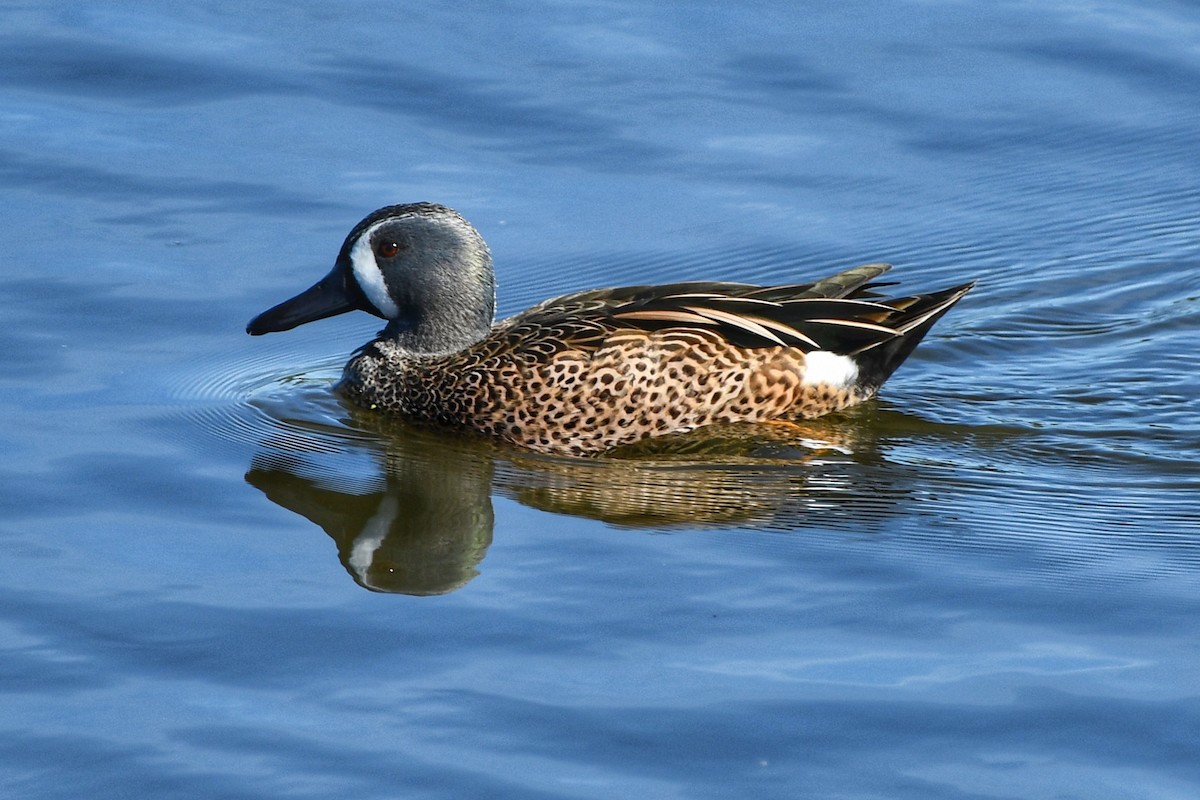 Blue-winged Teal - ML616613244