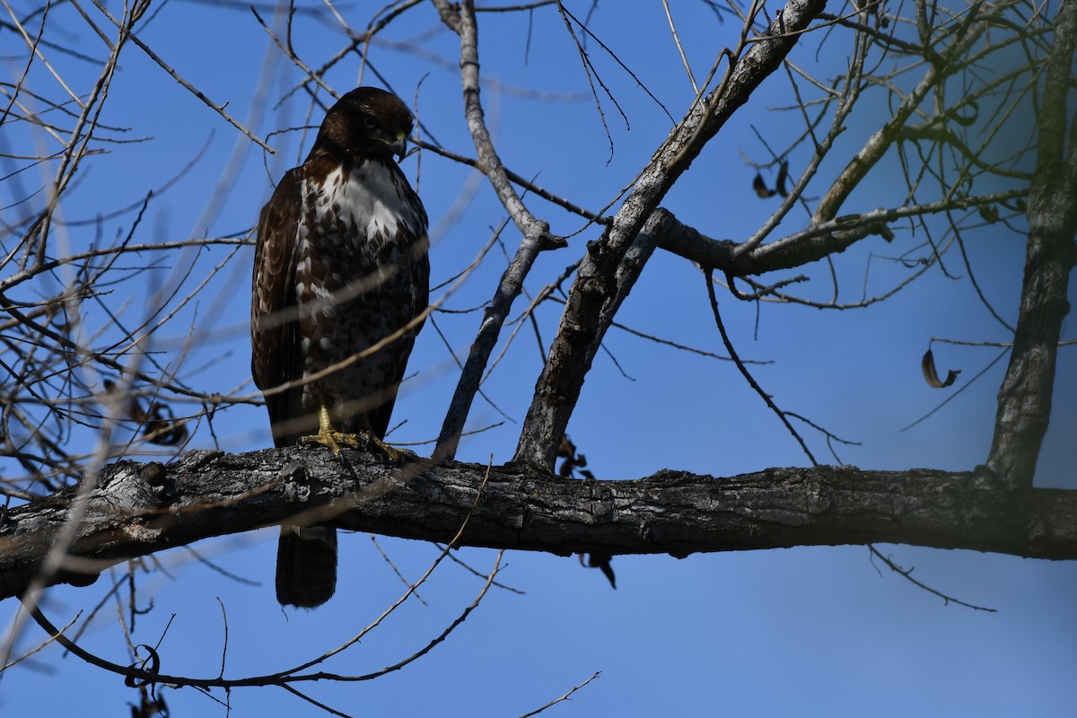 Red-tailed Hawk - ML616613270