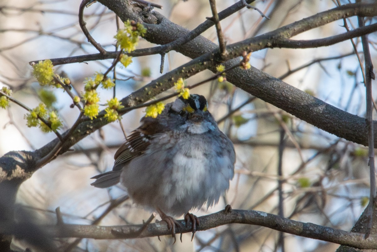 White-throated Sparrow - ML616613318