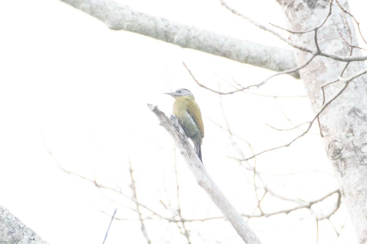Gray-headed Woodpecker - ML616613529