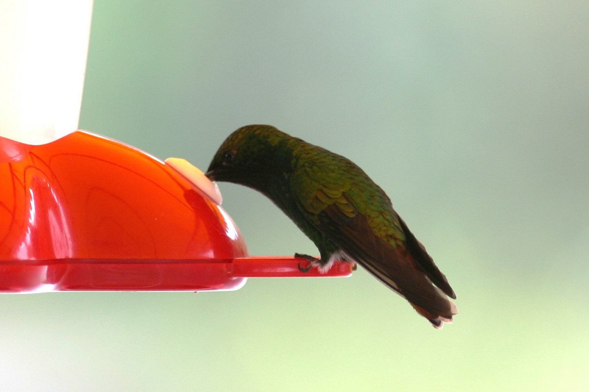 Black-bellied Hummingbird - ML616613548
