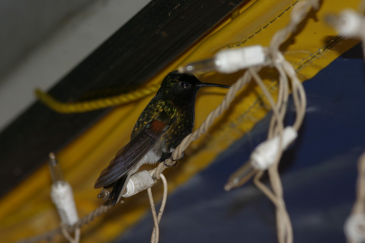 Black-bellied Hummingbird - ML616613550