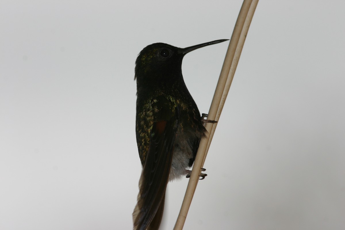 Black-bellied Hummingbird - ML616613555