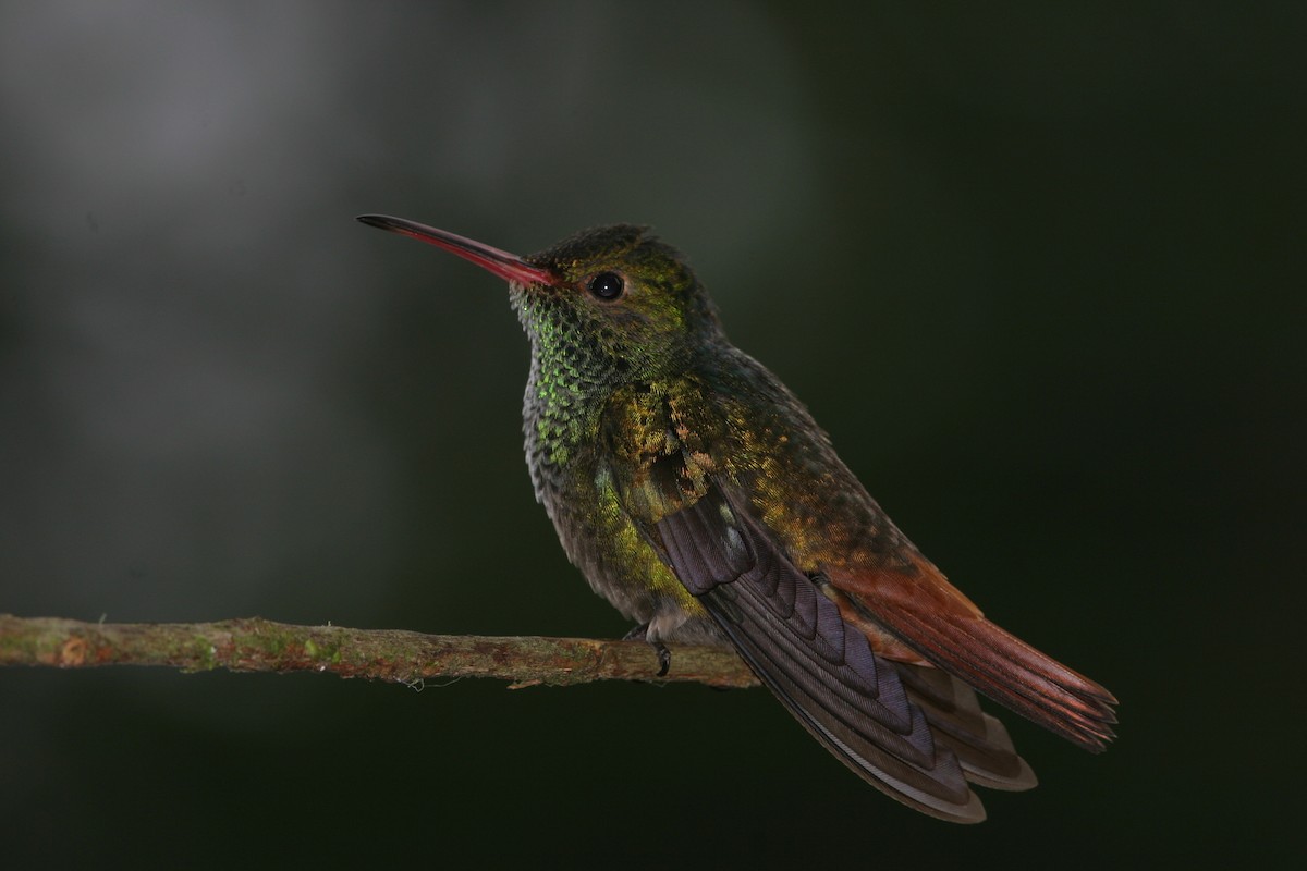 Rufous-tailed Hummingbird - ML616613564
