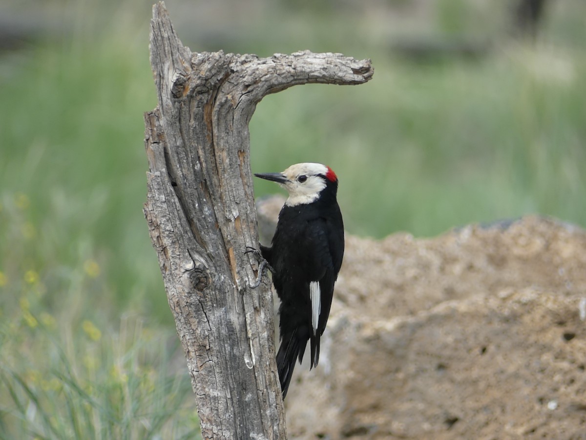 White-headed Woodpecker - Michael Klotz