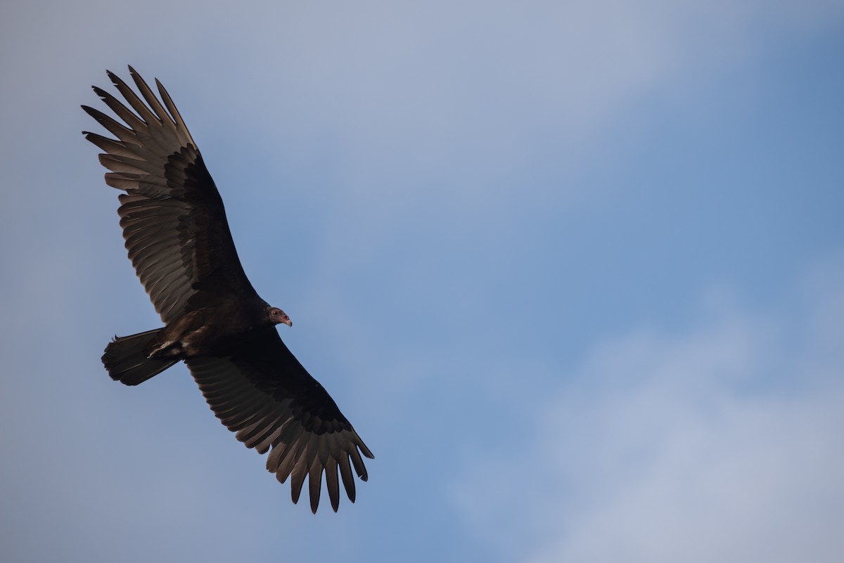 Turkey Vulture - ML616613622