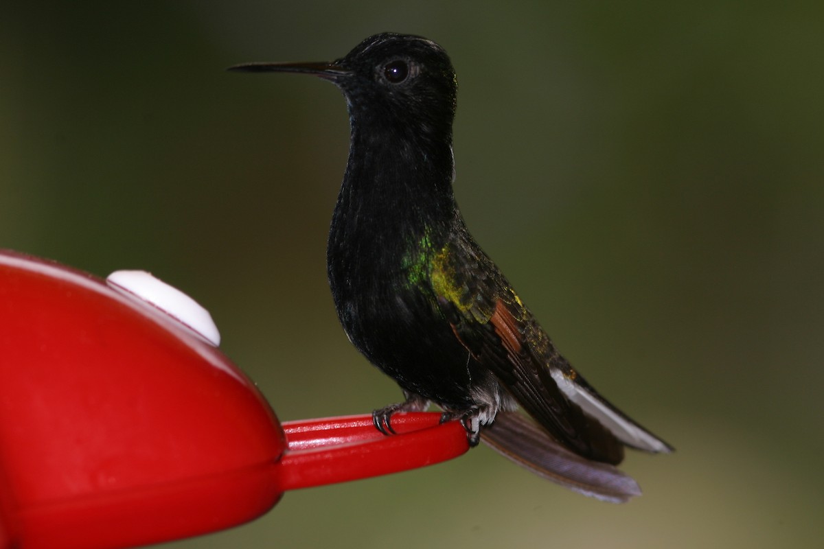 Black-bellied Hummingbird - ML616613640