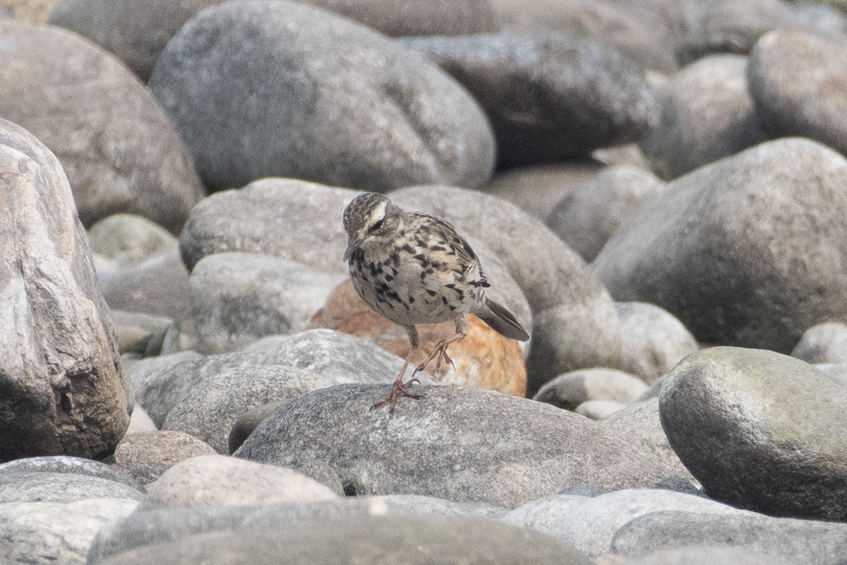 Rosy Pipit - ML616613675