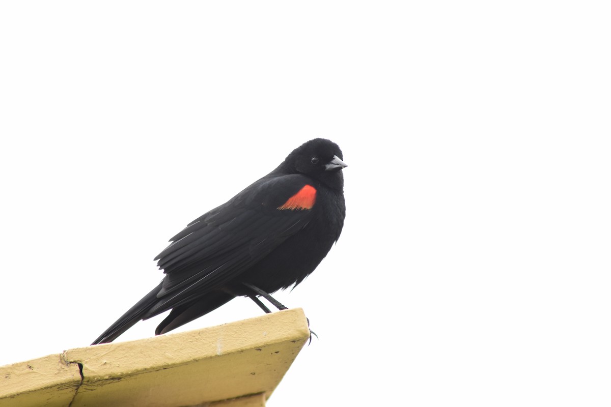 Red-winged Blackbird - ML616613716
