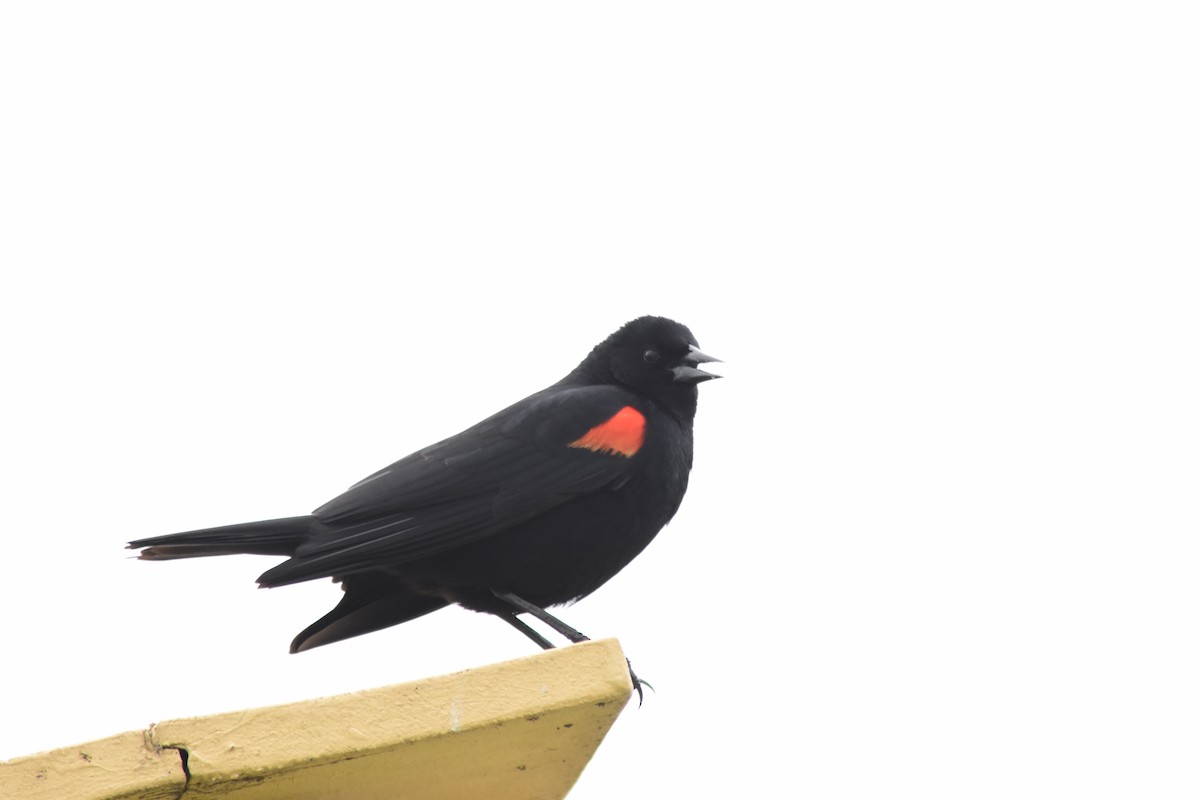Red-winged Blackbird - Sara Curtis